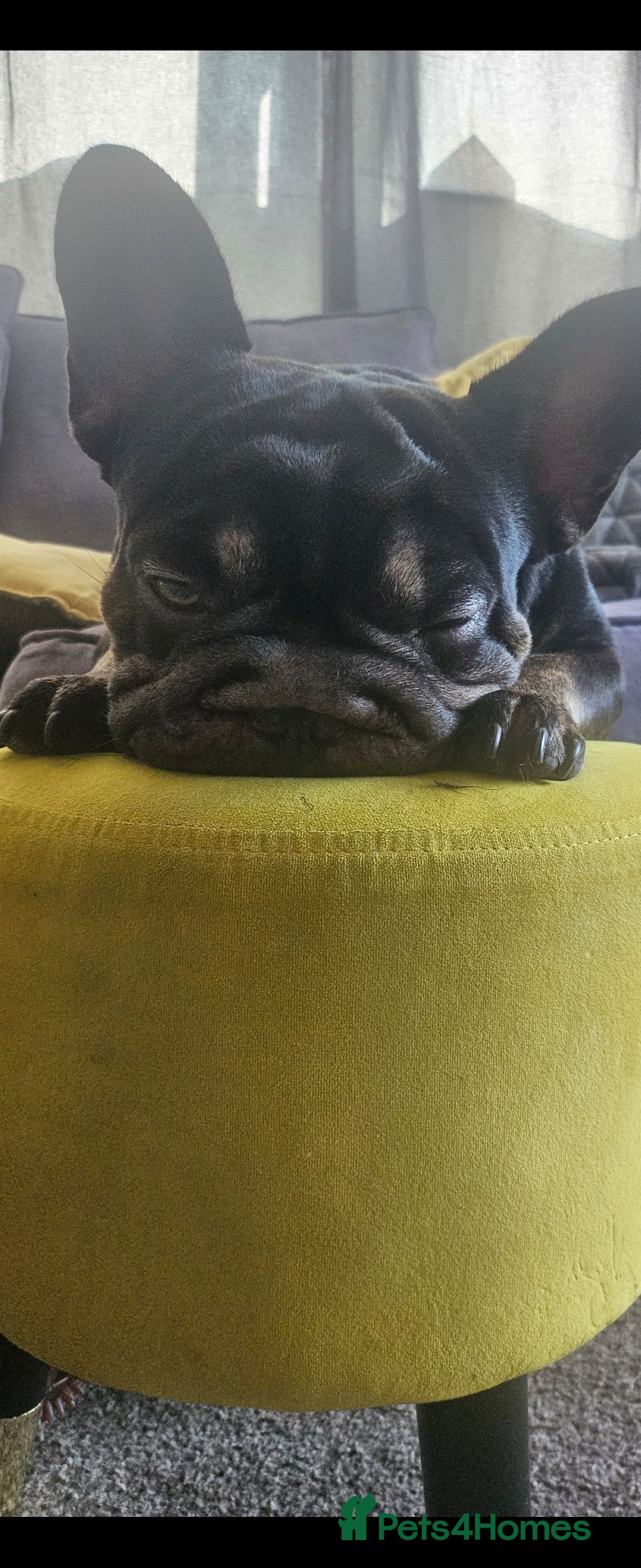 French Bulldog dogs for sale: Dugi is looking for his forever home  - Advert 7