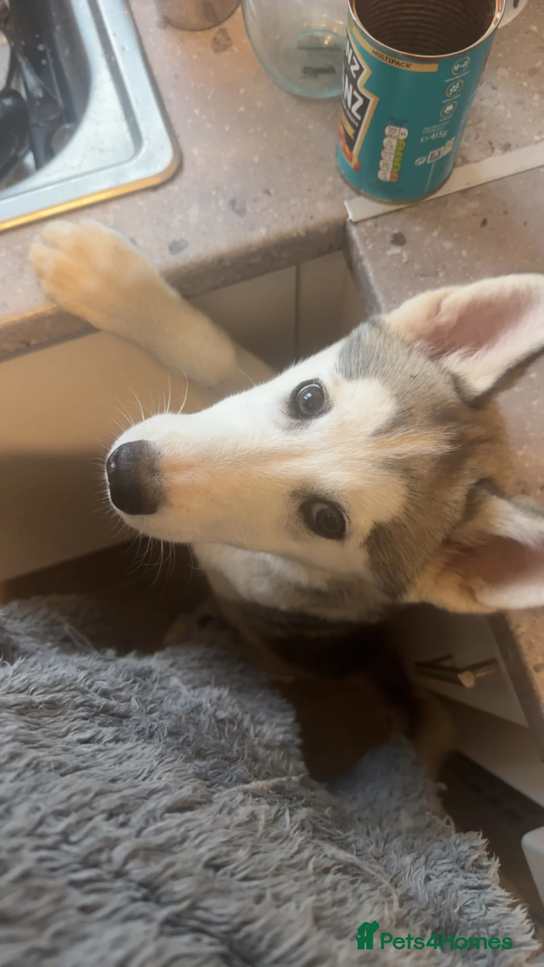 Siberian Husky dogs for sale: Siberian husky pup in Witney - Advert 14
