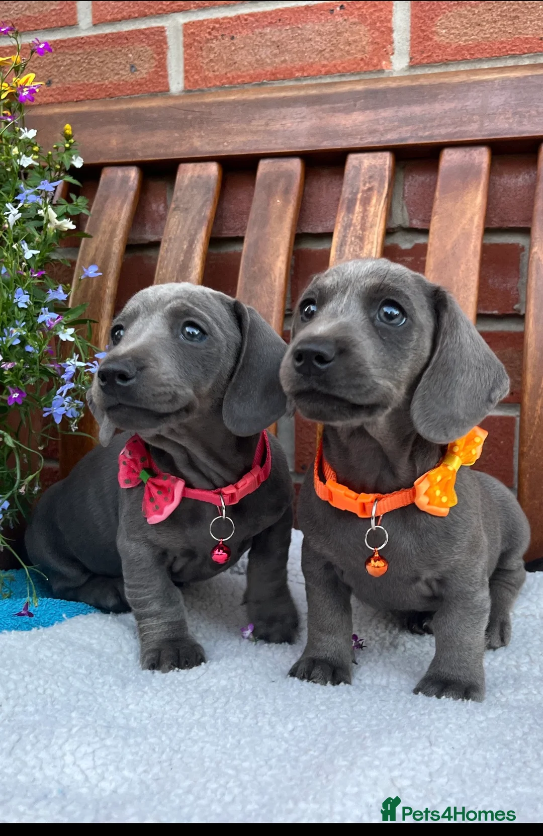 Dachshund dogs for sale: Stunning Solid Blue & Choc & Tan Dachshunds  - Advert 1