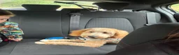 Cavapoo dogs for sale: Cavapoo 7month old  - Advert 2