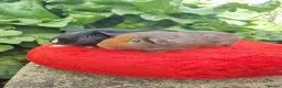 Guinea Pig rodents for sale: Pair of Male Guinea Pigs  - Advert 1
