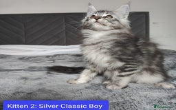 Maine Coon cats for sale: European Maine coon Kittens - Image 6