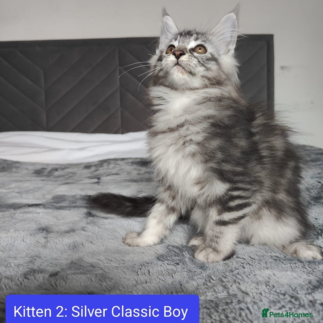 Maine Coon cats for sale: European Maine coon Kittens - Image 6