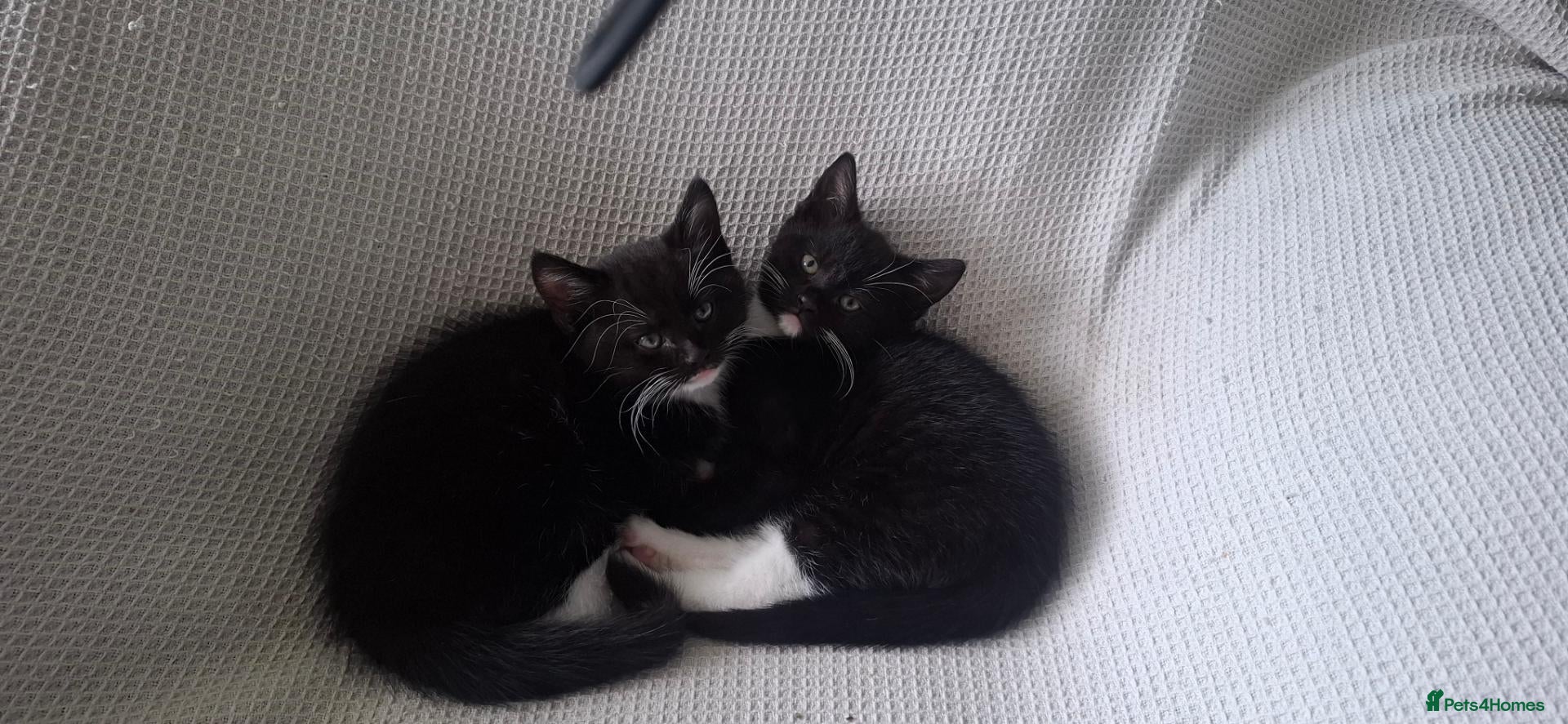 Mixed Breed cats Two little kittens looking for a home. - Advert 1