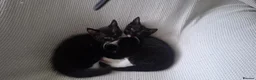 Mixed Breed cats for sale: Two little kittens looking for a home. - Advert 5