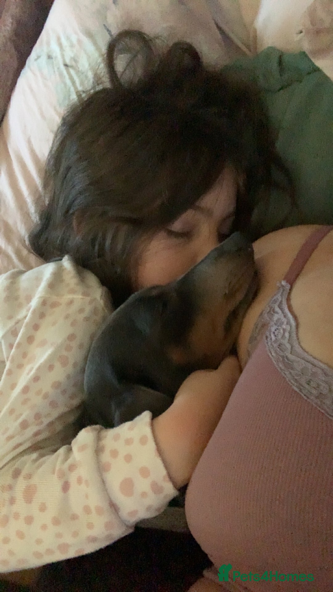 Miniature Dachshund dogs for sale: Miniature dachshund  - Image 15