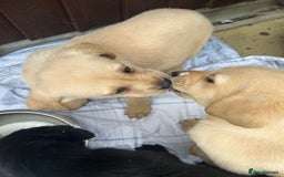 Labrador Retriever dogs for sale: 4 adorable KC reg puppy labradors ready to go  - Image 11