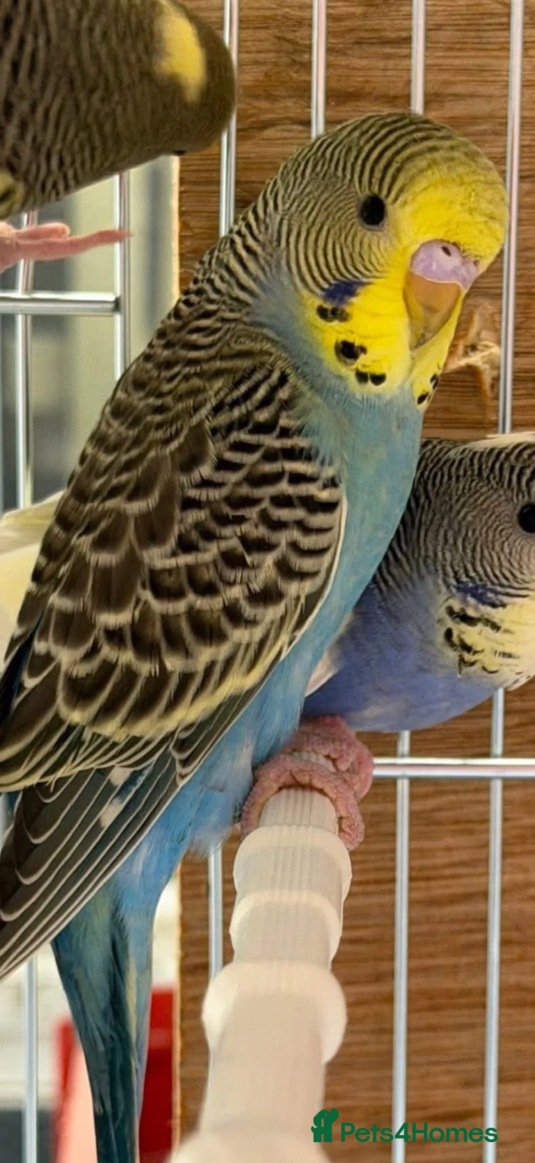 Budgerigars birds for sale: Hand Tame Male Budgie Chick Ready Now  - Advert 3