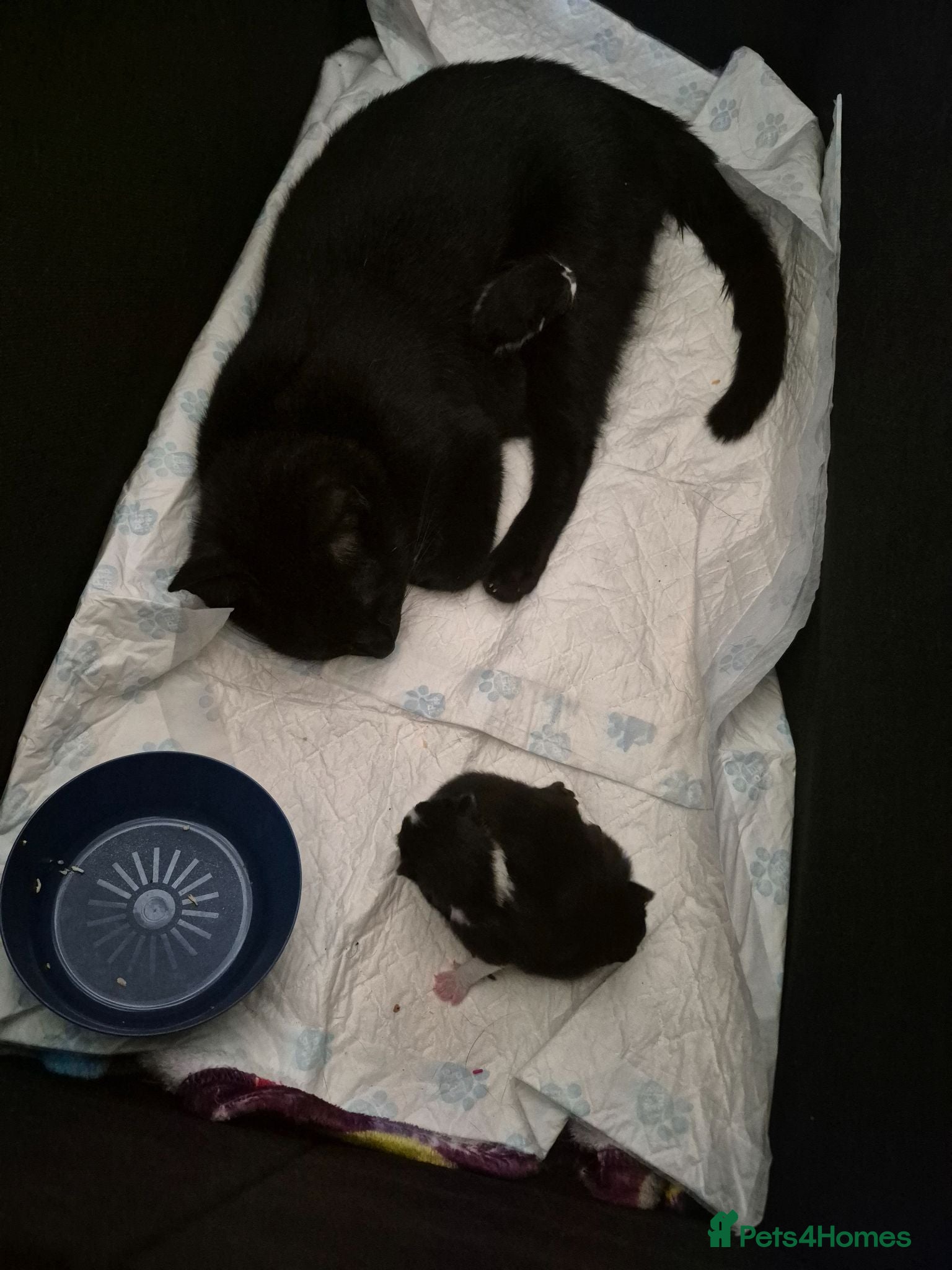 Mixed Breed cats 3 kittens looking for their new family - Advert 2