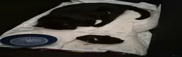 Mixed Breed cats for sale: 3 kittens looking for their new family - Advert 1