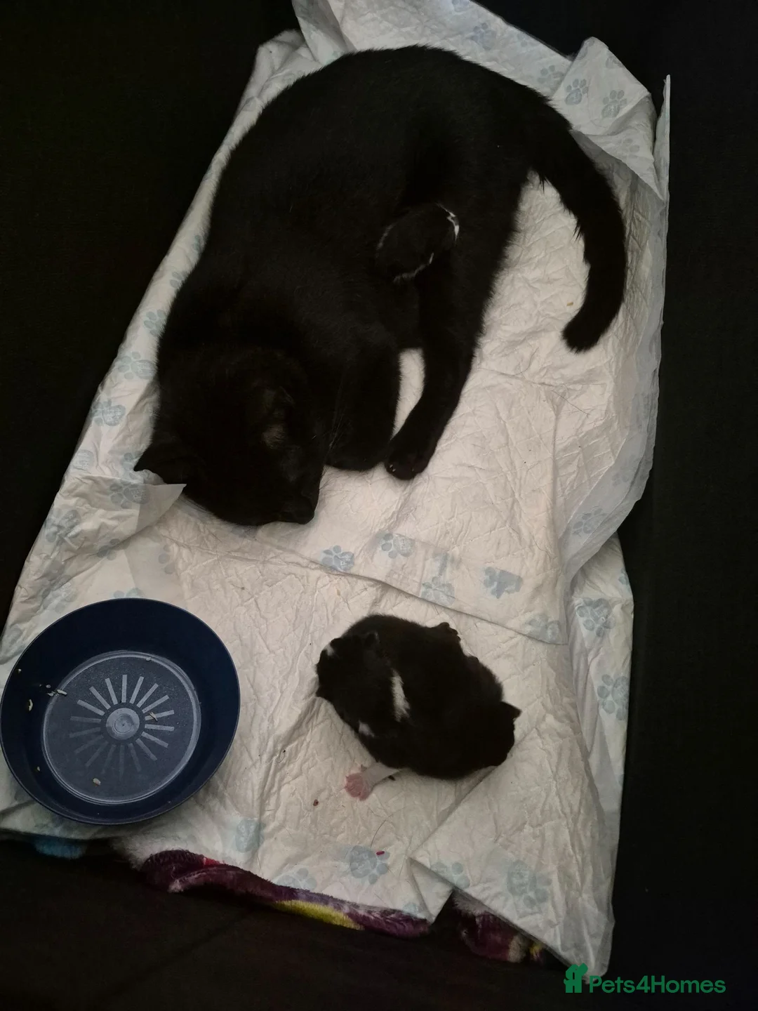 Mixed Breed cats for sale: 3 kittens looking for their new family - Advert 1