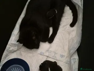 Mixed Breed cats 3 kittens looking for their new family - Advert 2