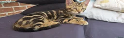 Bengal cats for sale: Bengal Marble kitten male - Advert 4