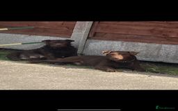 Patterdale Terrier dogs for sale: Patterdale terriers - Image 4