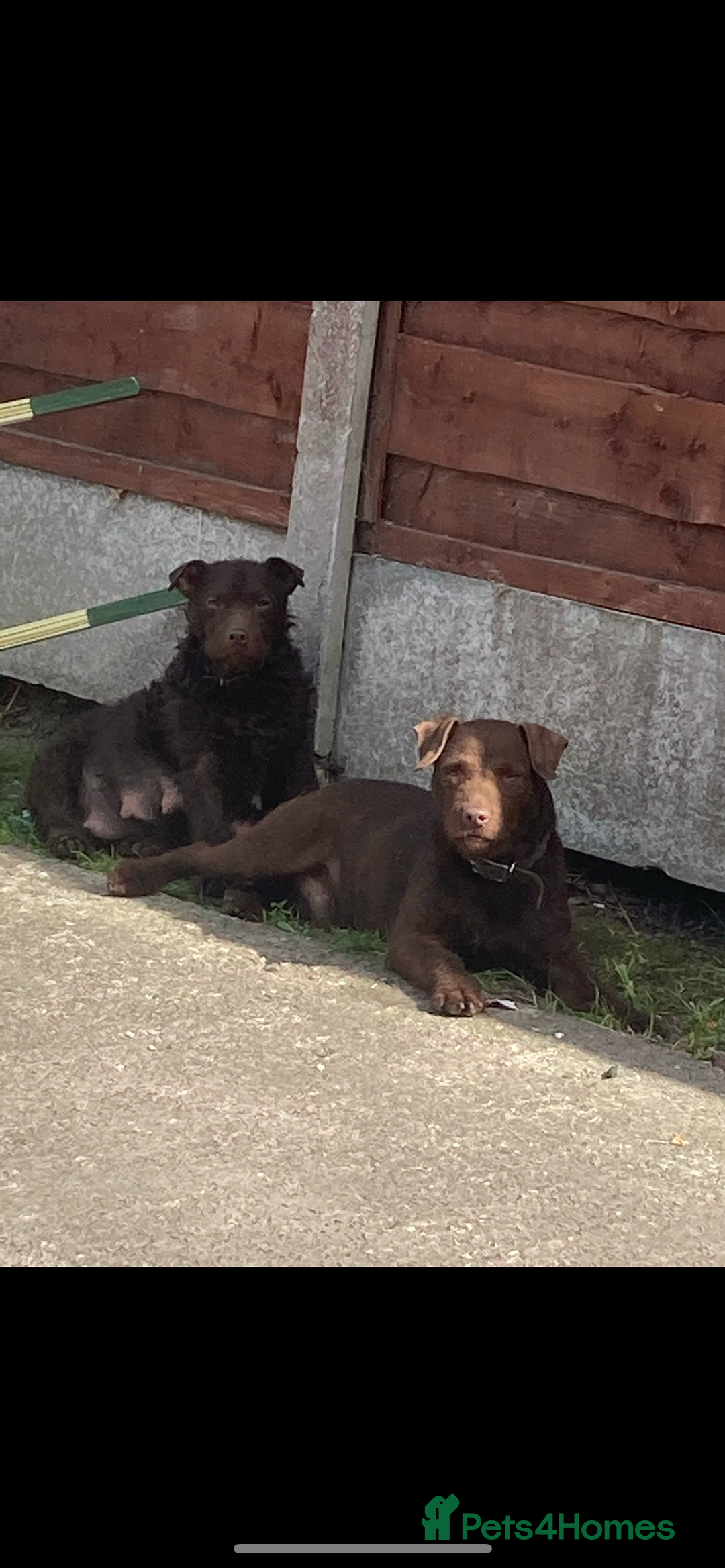 Patterdale Terrier dogs for sale: Patterdale terriers - Image 4