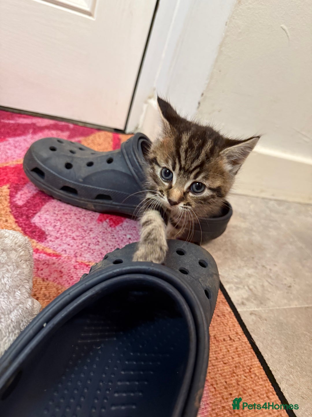 British Shorthair cats for sale: Gorgeous kittens  - Advert 8