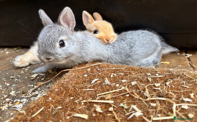 Netherland Dwarf rabbits - Advert 8