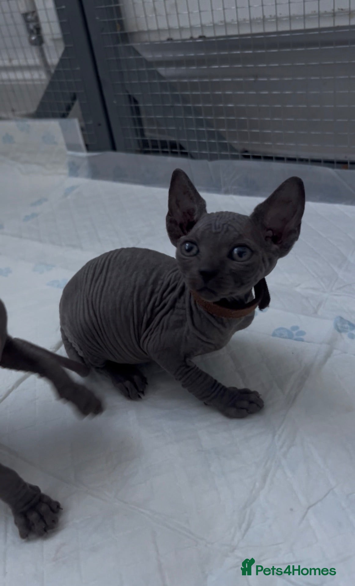 Sphynx cats Last 1 Sphynx Kittens - Advert 11