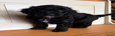 Cockapoo 1