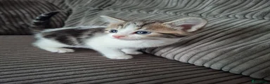 Mixed Breed Kitten 5