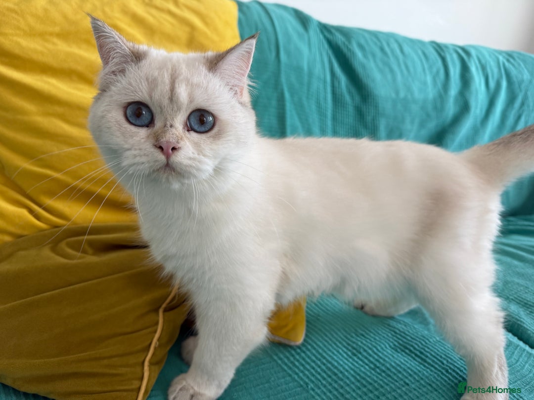 British Longhair cats for sale: British Longair and Shorthair Kittens for sale - Image 26