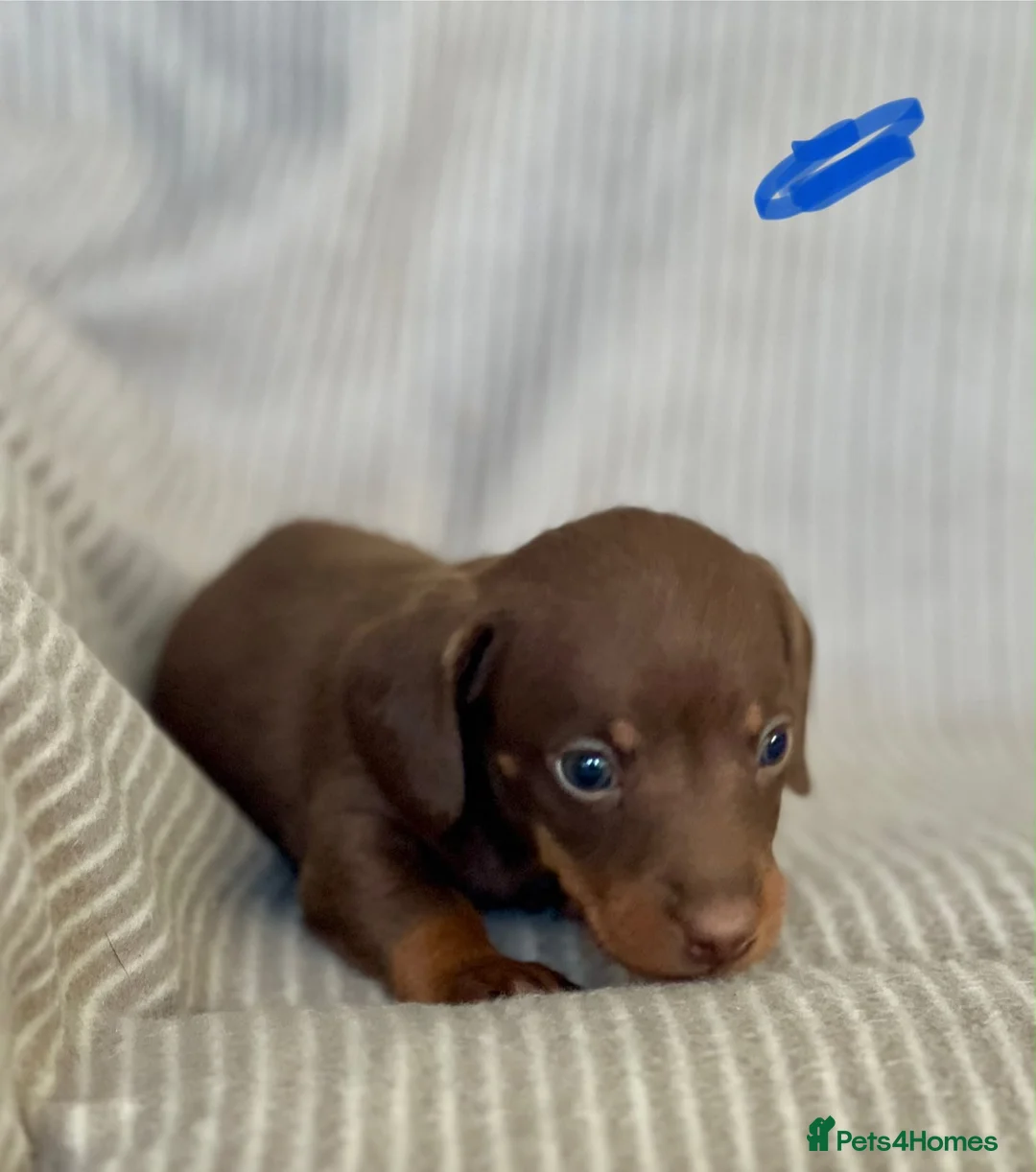 Miniature Dachshund dogs for sale: Miniature Dachshund puppies - Advert 15