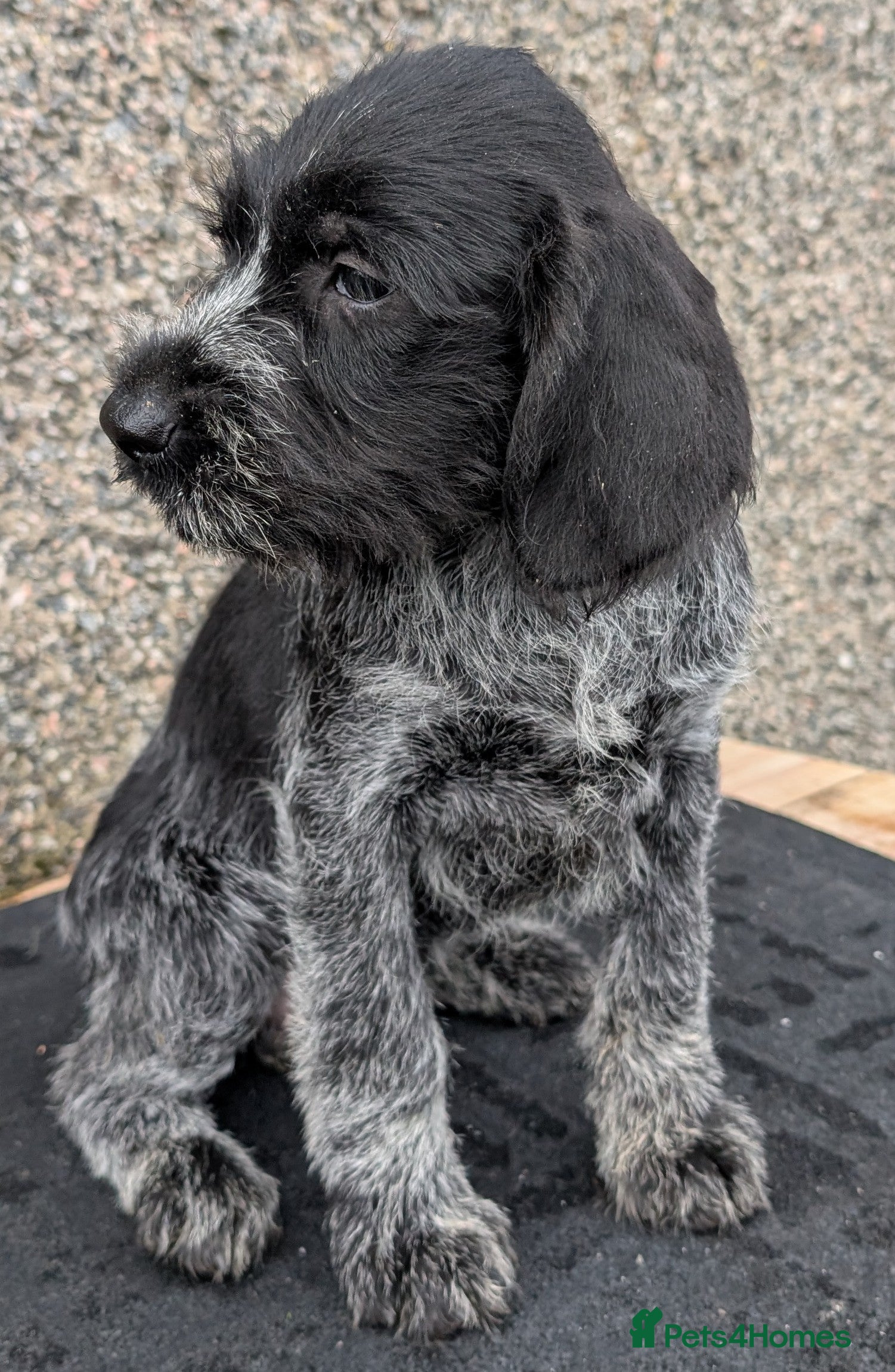 German Wirehaired Pointer dogs German Wirehaired Pointer Pups - Advert 5