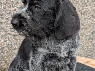 German Wirehaired Pointer dogs German Wirehaired Pointer Pups - Advert 14