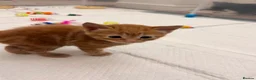 Domestic Shorthair cats for sale: 3 gorgeous Ginger Boys and one Black - Advert 19