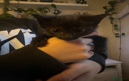 Mixed Breed cats for sale: 3 Beautiful Kittens Remaining  - Image 23