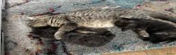 Persian cats for sale: Persian tabby kittens  in Skelmersdale - Advert 8