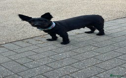 Mixed Breed dogs for adoption: Sweet Snaci looking for LOVE in Salisbury - Image 15