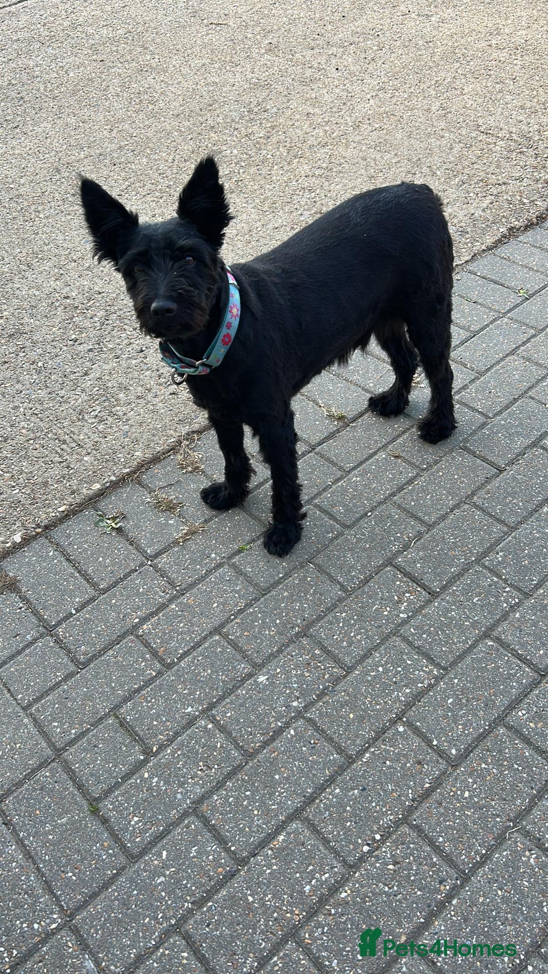 Mixed Breed dogs for adoption: Sweet Snaci looking for LOVE in Salisbury - Image 15