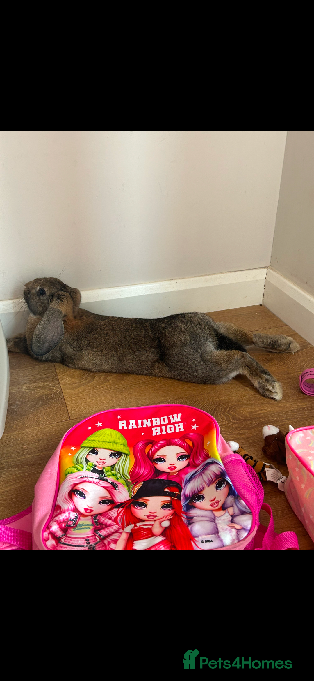 Mixed Breed rabbits for sale: Female rabbit for rehome - Image 1