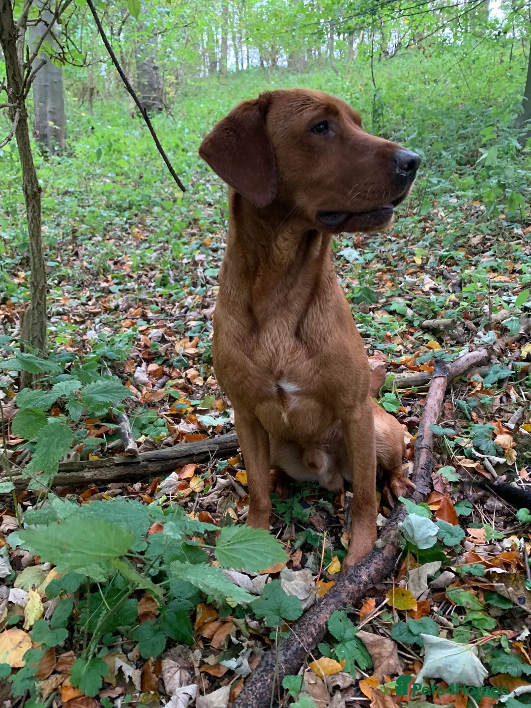 Labrador Retriever dogs for stud: KC reg, health tested Lab at Stud- Blazing bernard in Malton - Advert 6