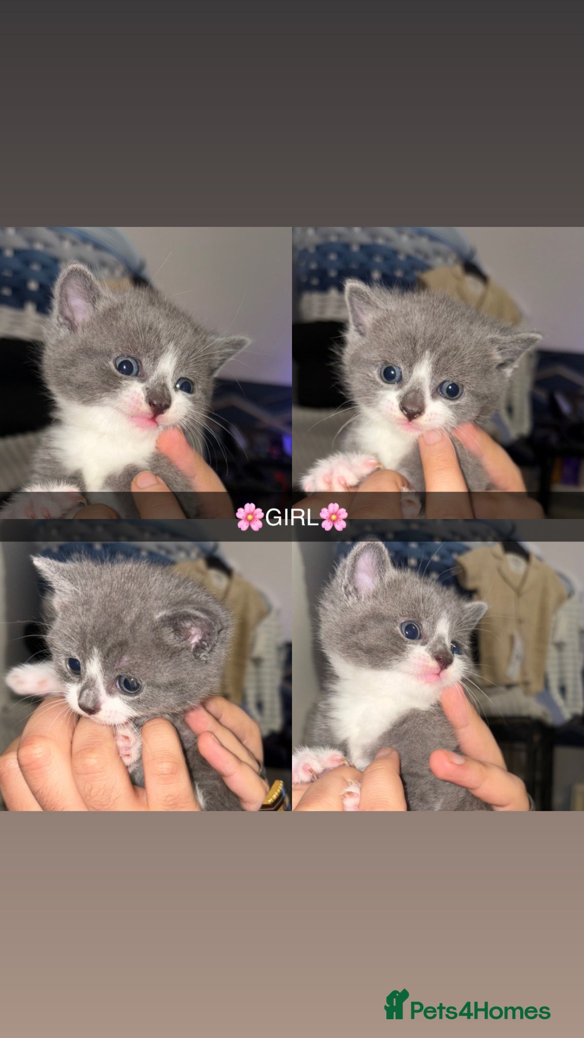 Mixed Breed cats Fluffy Kittens for sale❤️ - Advert 18