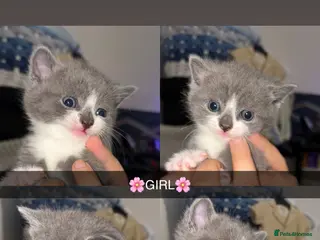 Mixed Breed cats Fluffy Kittens for sale❤️ - Advert 18