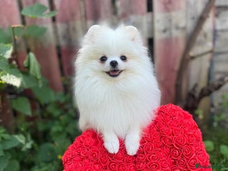 Pomeranian dogs White and Orange Pomeranian Boys - Advert 11