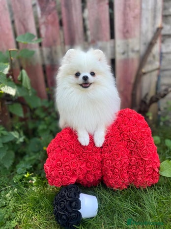 Pomeranian dogs White and Orange Pomeranian Boys - Advert 5