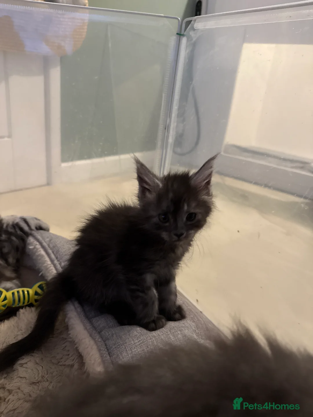 Maine Coon cats for sale: TICA Reg Black Smoke Maine Coon Kittens - Advert 2