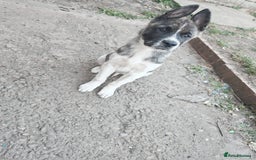 Mixed Breed dogs for sale: Akita  puppies for sale  - Image 22