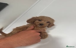 Cockapoo dogs for sale: cockapoo puppies  - Image 19