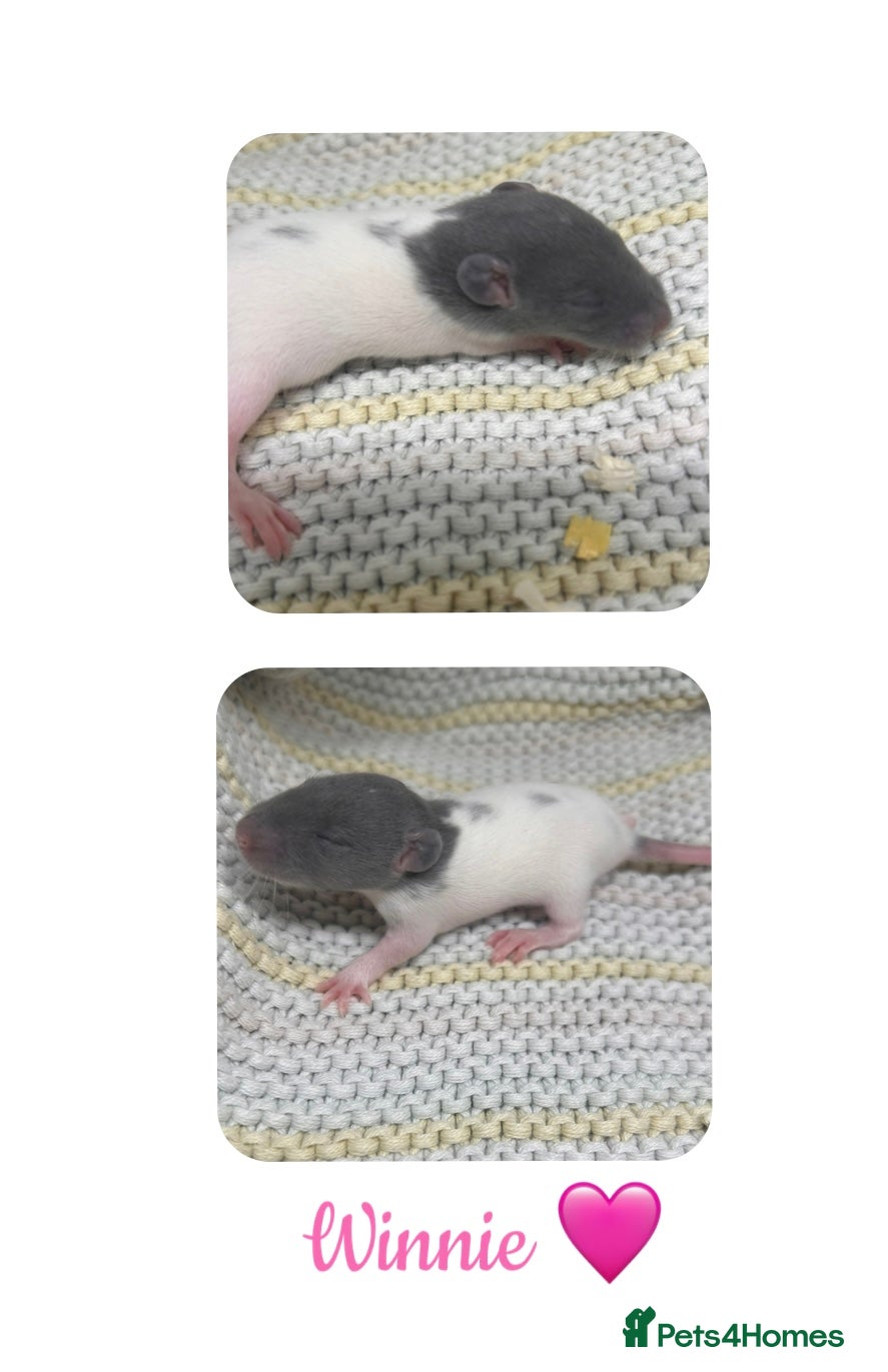 Rat rodents Beautiful Baby Rats  - Advert 3