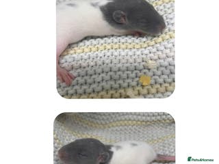Rat rodents Beautiful Baby Rats - Advert 18