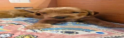 Australian Labradoodle dogs for sale: Multigeneration Australian Labradoodle  - Advert 5