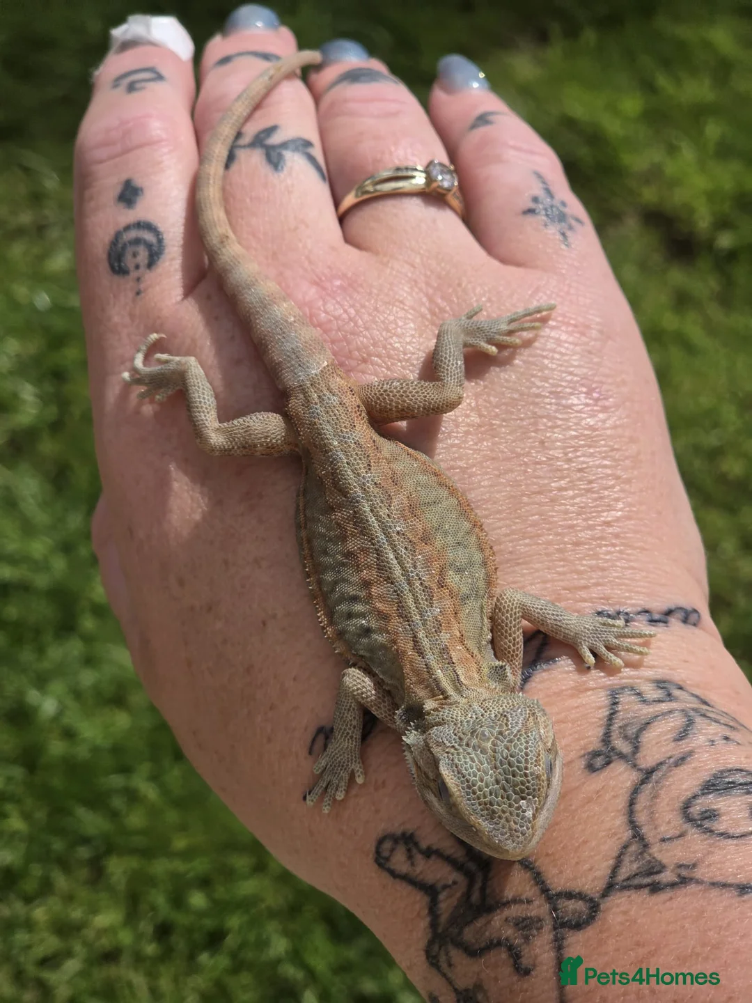 Bearded Dragon reptiles for sale: Bearded dragon babies  - Advert 3