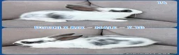 Mixed Breed rabbits for sale: Dutch x Rex Baby Rabbits - Advert 16