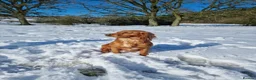Cocker Spaniel dogs for sale: Beautiful working cocker spaniels - Advert 8