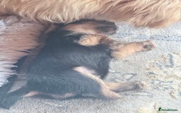 Norfolk Terrier dogs for sale: Norfolk Terriers for sale 🐶 - Image 8