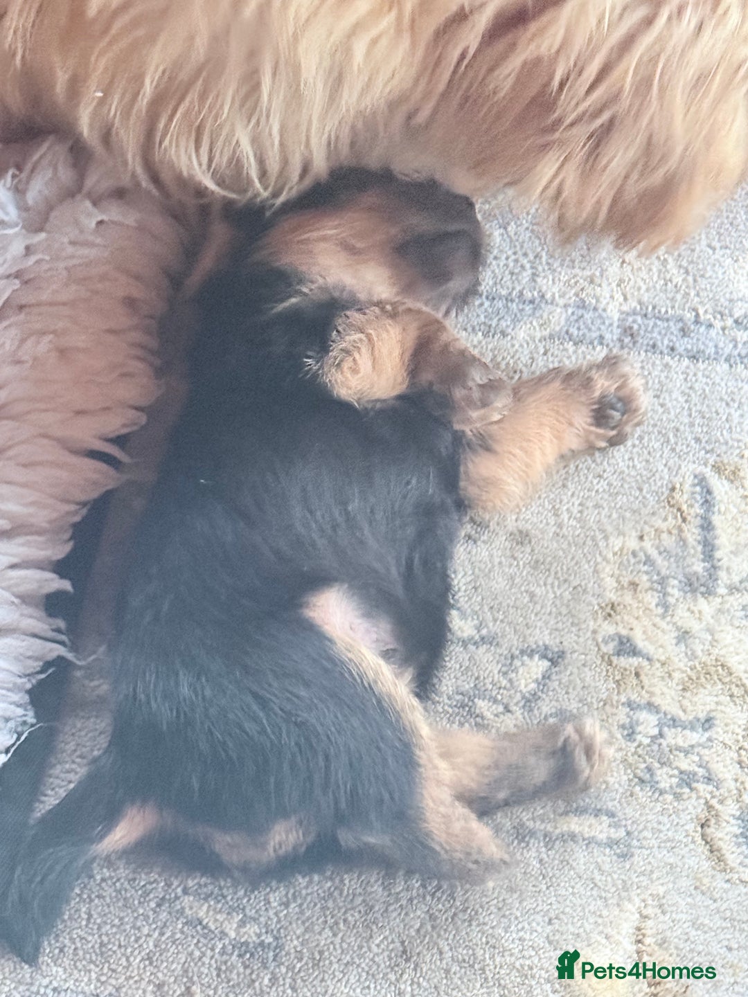 Norfolk Terrier dogs for sale: Norfolk Terriers for sale 🐶 - Image 8